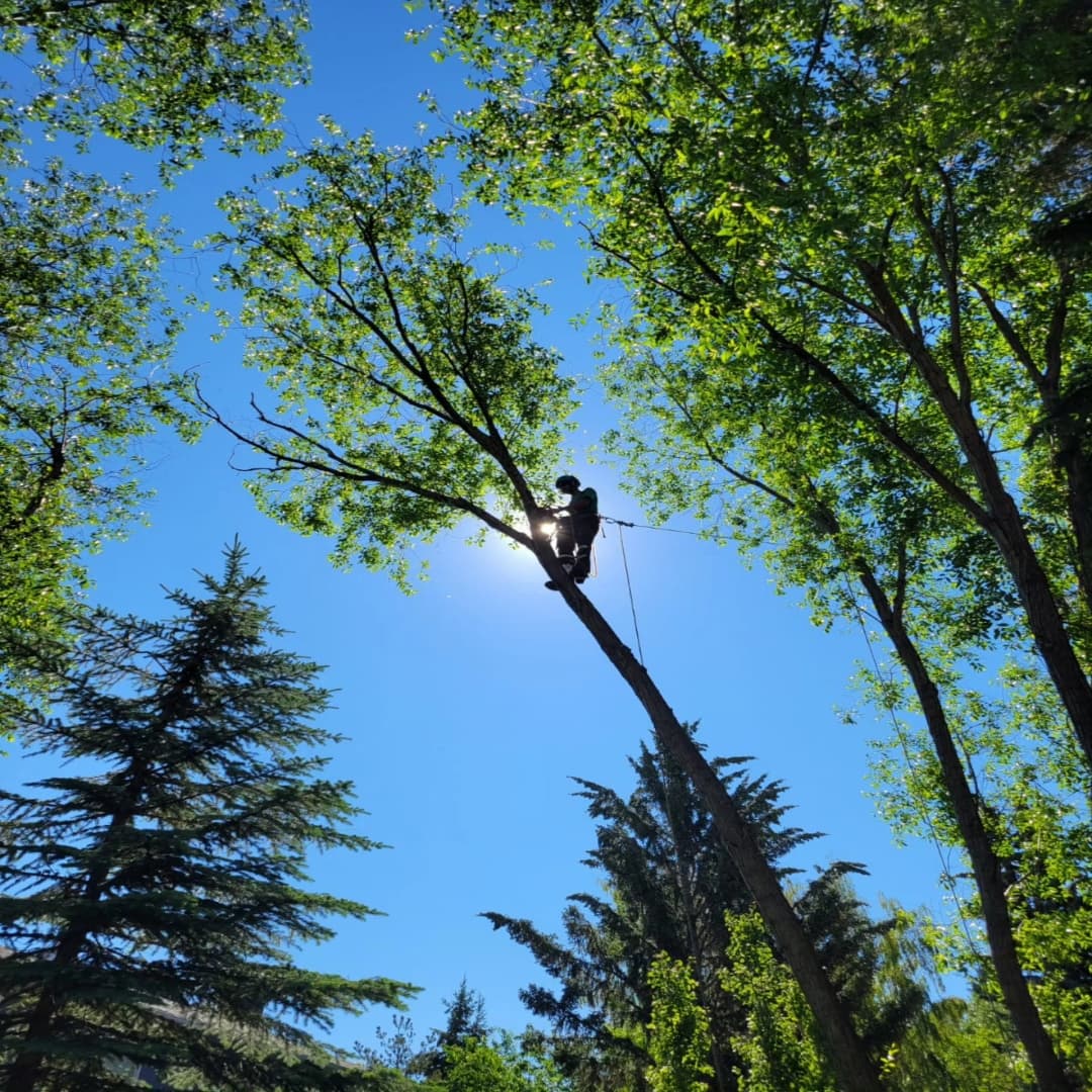Our climber up a tall poplar against a blue sky