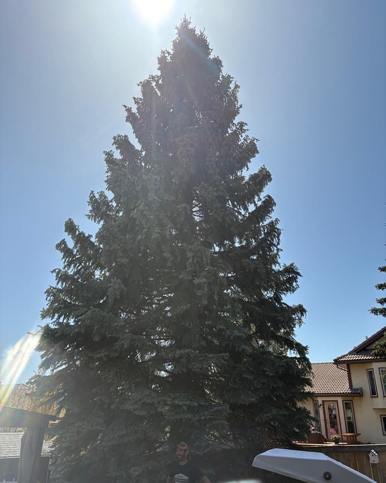 60-Foot Spruce Sprucing