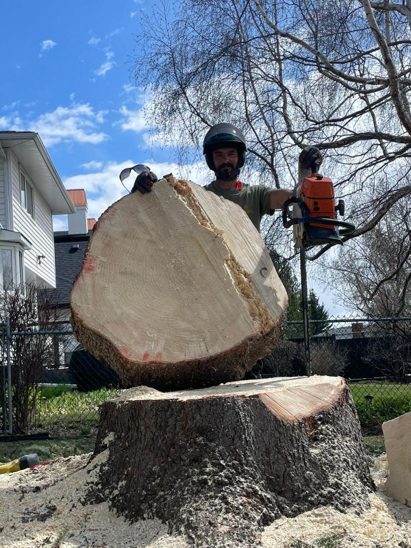 Professional tree care team at work